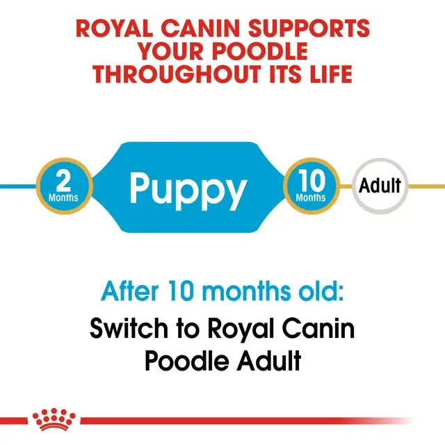 ROYAL CANNNI POODLE
